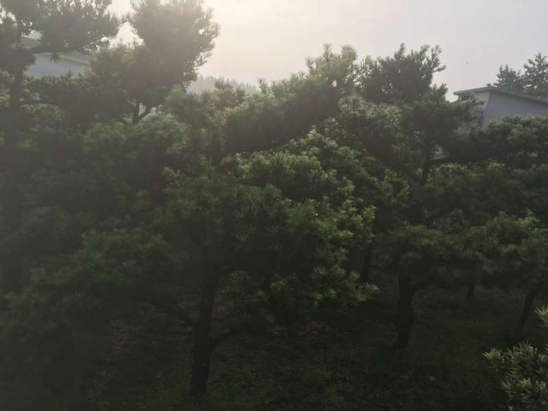 花卉苗木