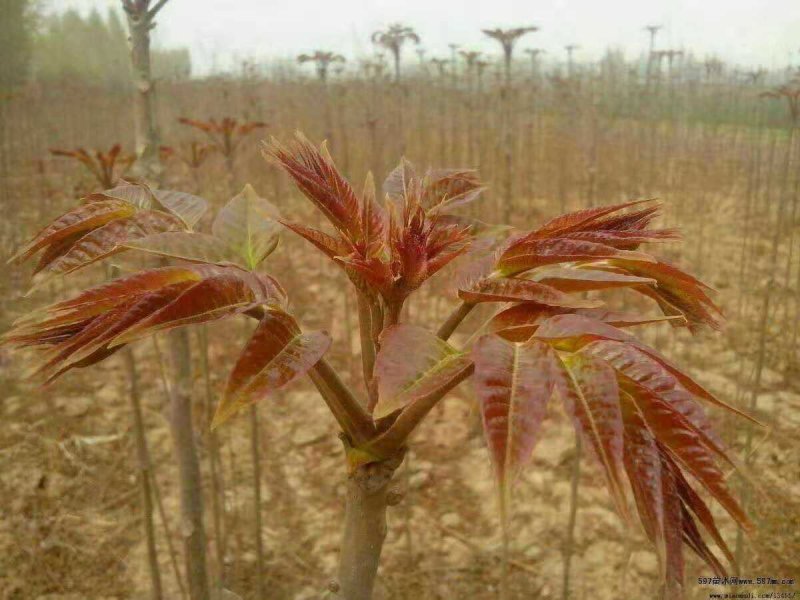 香椿苗红油香椿苗免费提供技术指导品质纯易管理产量高