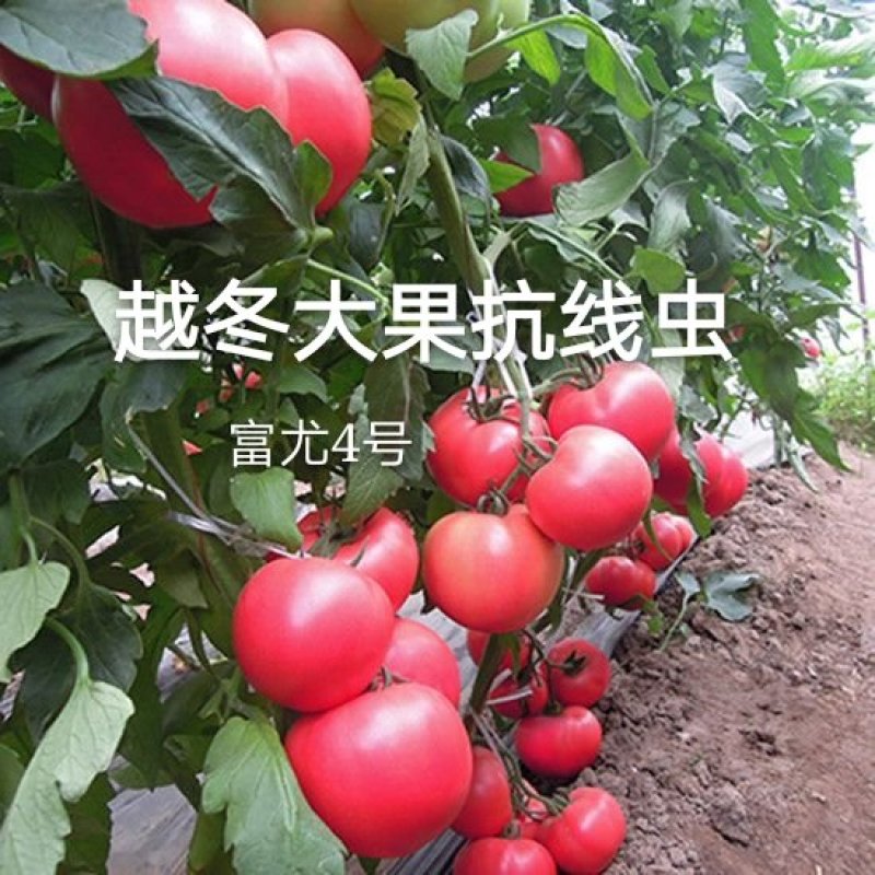 番茄种子越冬进口抗寒大果抗病毒早熟西红柿种孑口感好