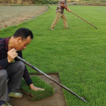 马尼拉