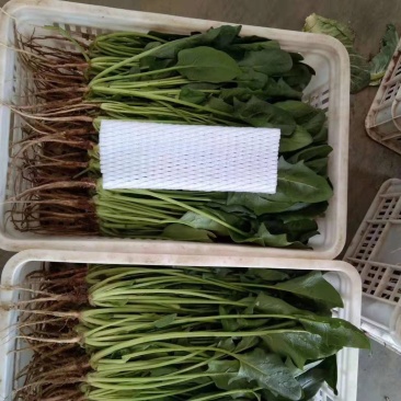 大叶菠菜