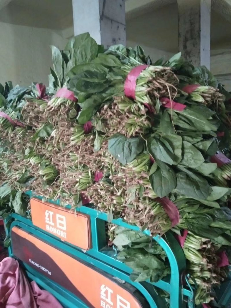 大叶菠菜