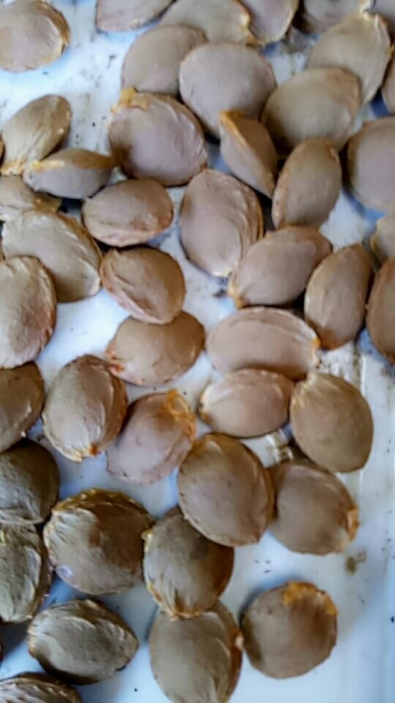 精品山杏核支持整车零售