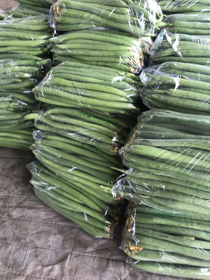 精品丝瓜大量供应中、商超电商食堂都行、保证质量