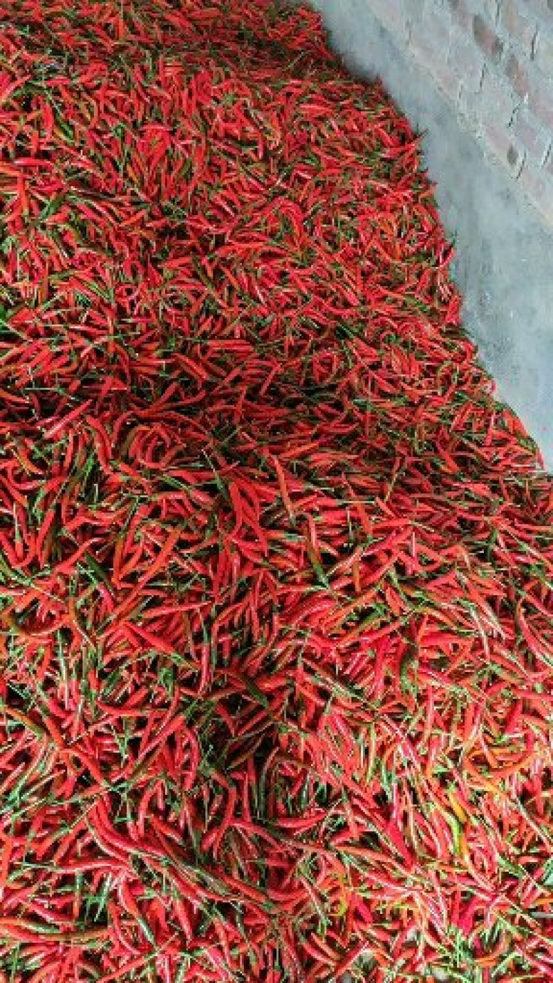小米辣椒特辣农家种植现采现发一件代发5斤包邮