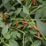 小米辣椒特辣农家种植现采现发一件代发5斤包邮