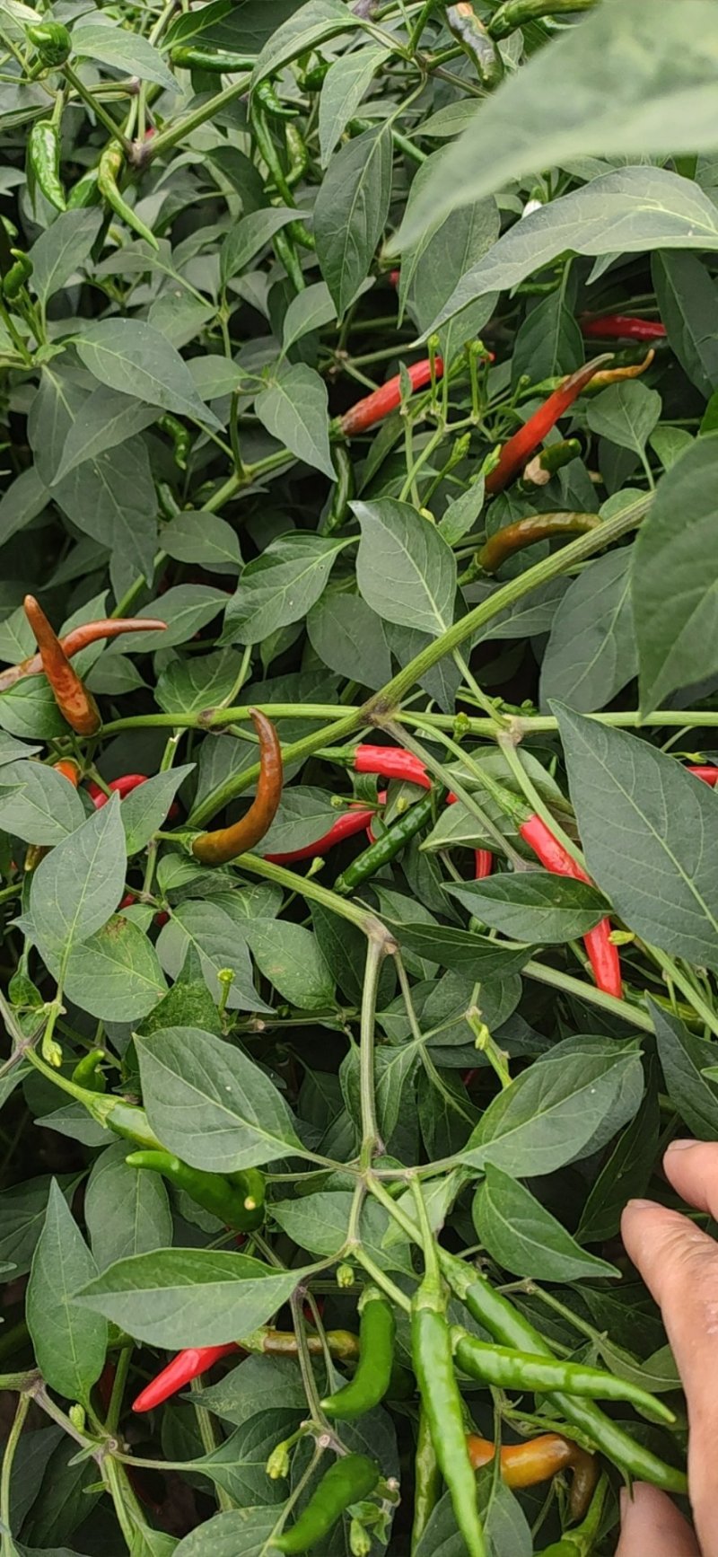 小米辣椒特辣农家种植现采现发一件代发5斤包邮
