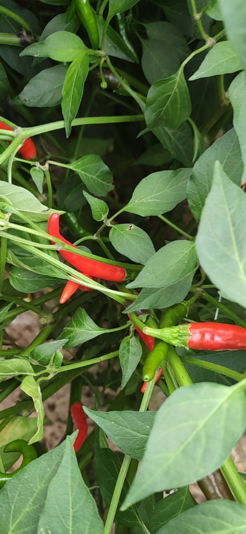 小米辣椒特辣农家种植现采现发一件代发5斤包邮