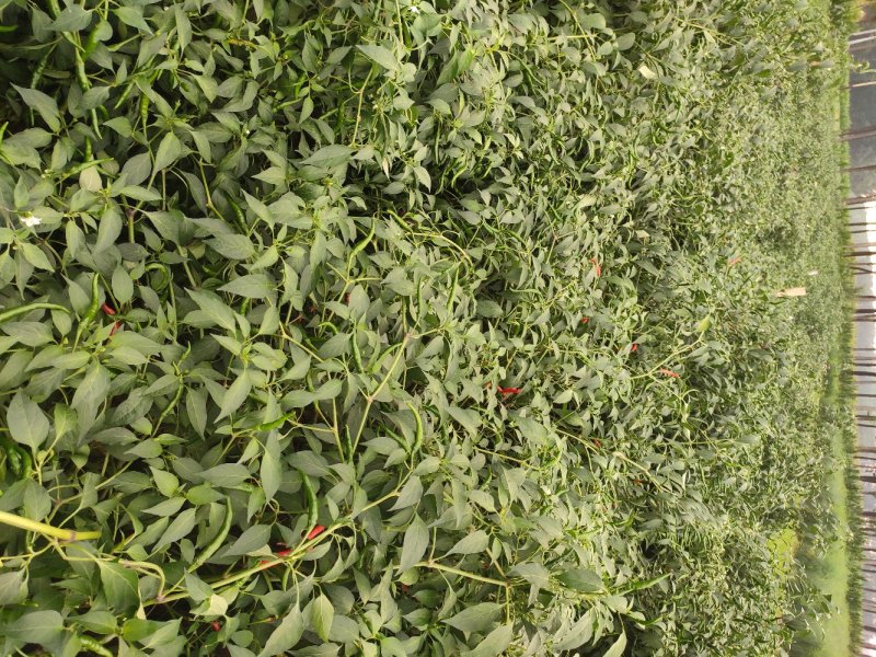 小米辣椒特辣农家种植现采现发一件代发5斤包邮