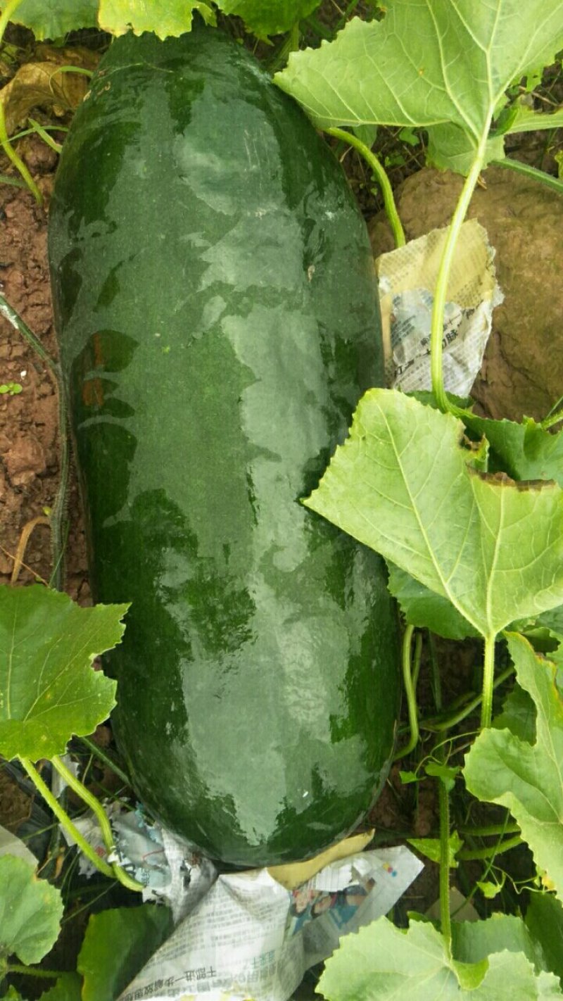 黑皮冬瓜