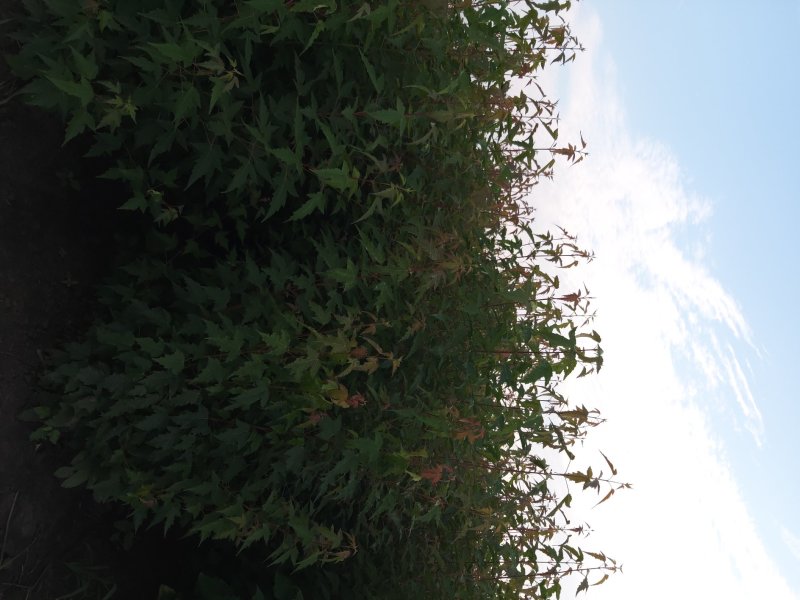 茶条槭三角枫茶条戚小苗工程苗