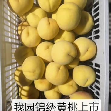 锦绣黄桃上市啦