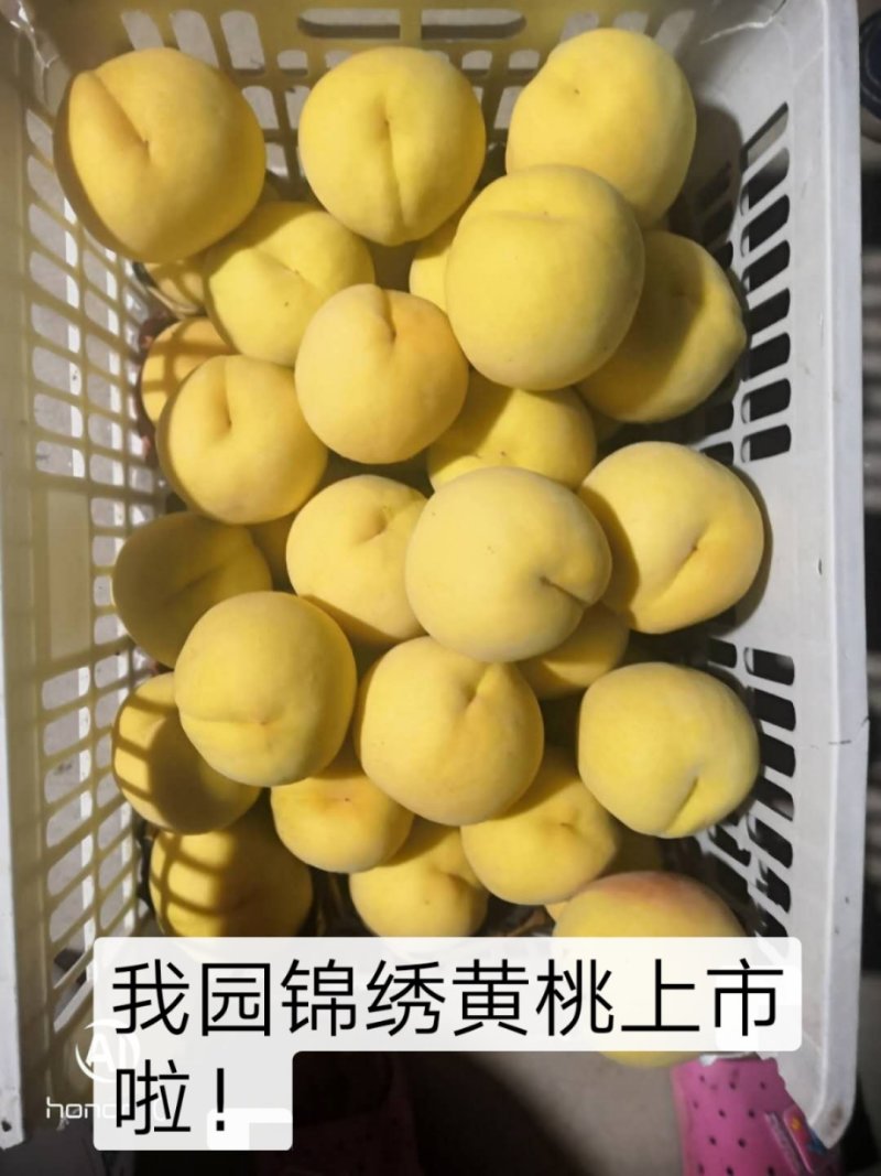 锦绣黄桃上市啦