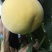 锦绣黄桃上市啦