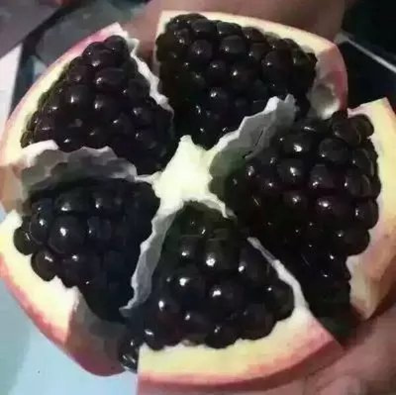 甜黑石榴苗突尼斯软籽石榴树苗无籽【速生生长速度结果快】