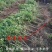 甜黑石榴苗突尼斯软籽石榴树苗无籽【速生生长速度结果快】