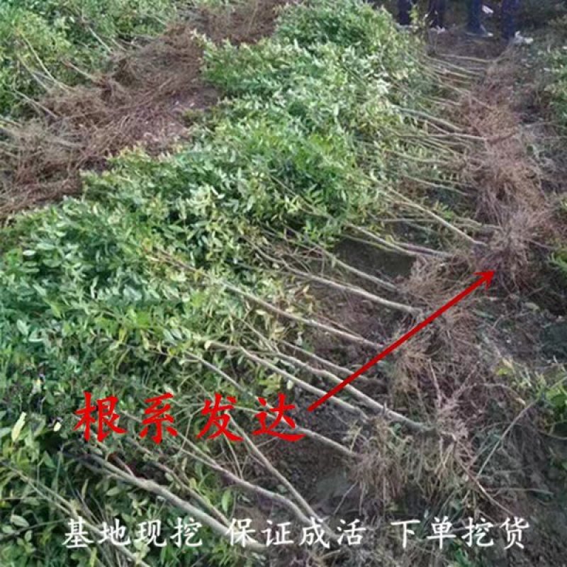 甜黑石榴苗突尼斯软籽石榴树苗无籽【速生生长速度结果快】