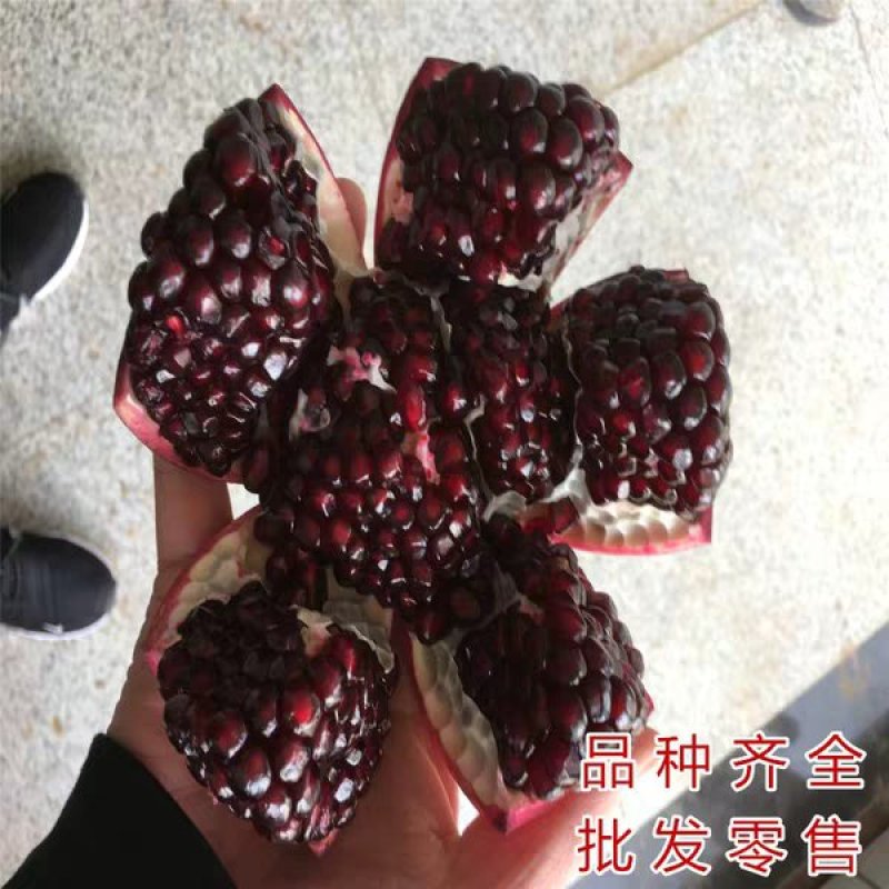 甜黑石榴苗突尼斯软籽石榴树苗无籽【速生生长速度结果快】
