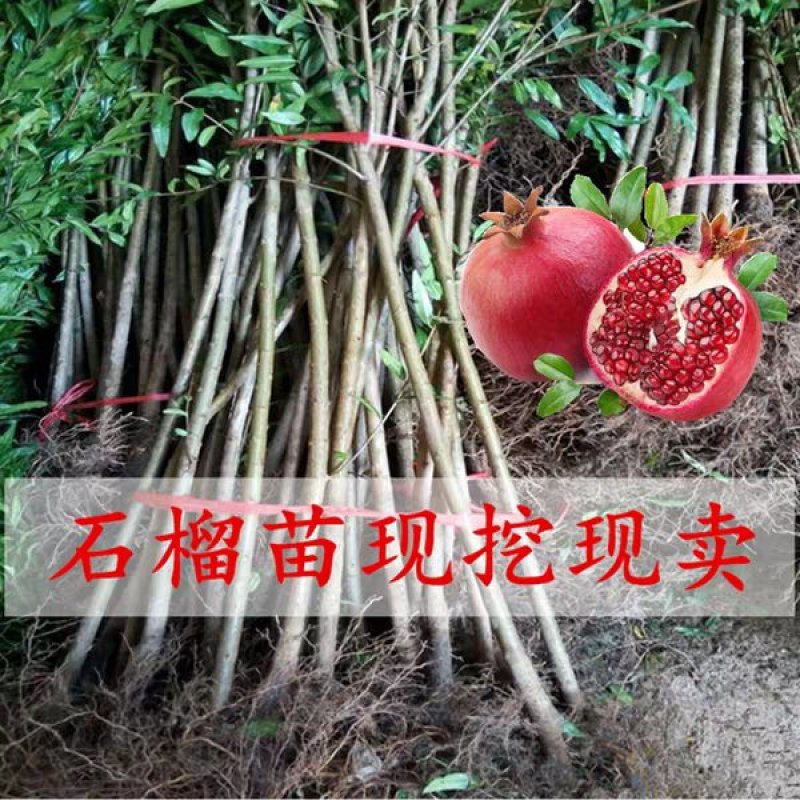 甜黑石榴苗突尼斯软籽石榴树苗无籽【速生生长速度结果快】