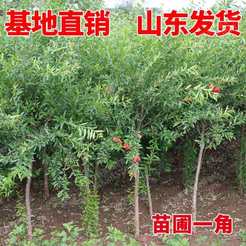 甜黑石榴苗突尼斯软籽石榴树苗无籽【速生生长速度结果快】