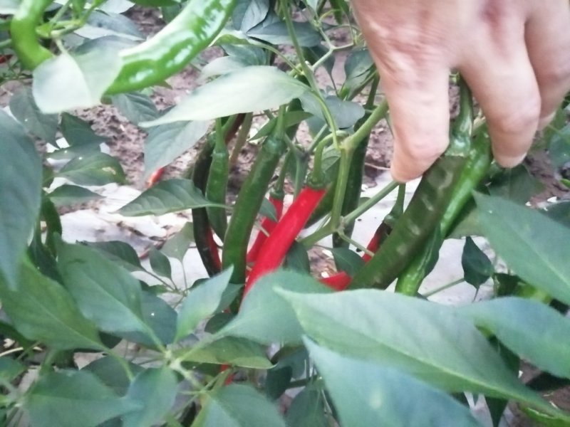 二荆条泡椒，硬度高，条形直，微辣