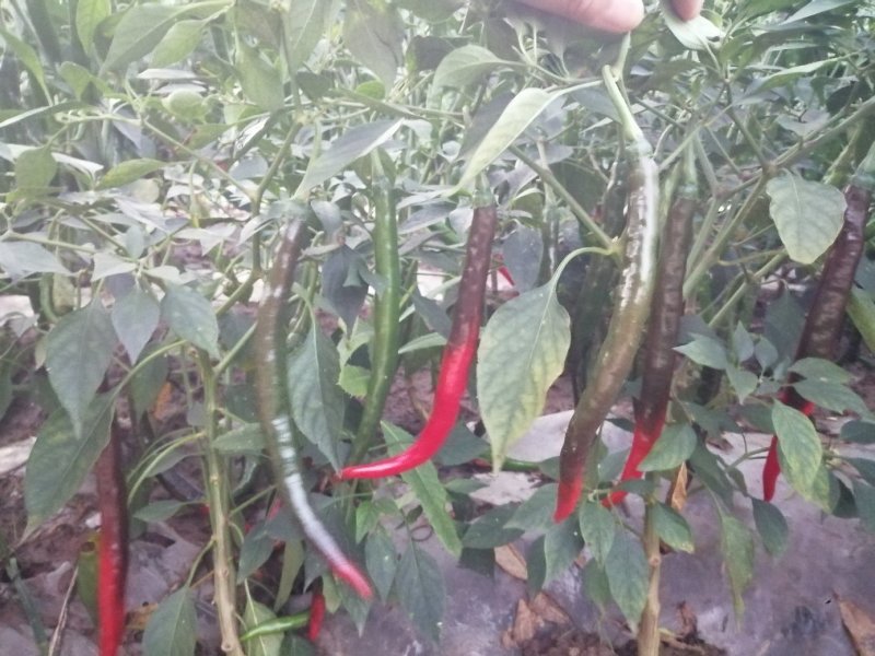二荆条泡椒，硬度高，条形直，微辣