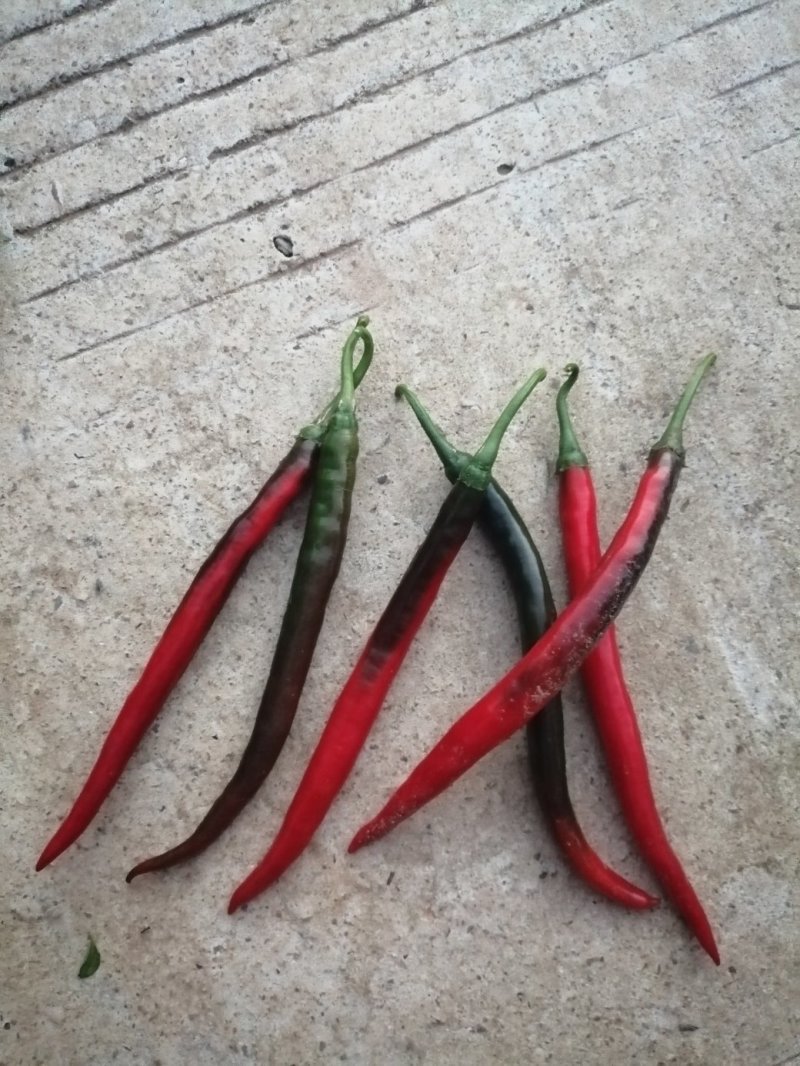 二荆条泡椒，硬度高，条形直，微辣