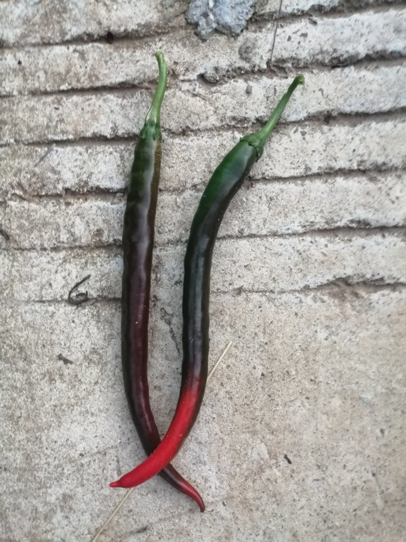 二荆条泡椒，硬度高，条形直，微辣