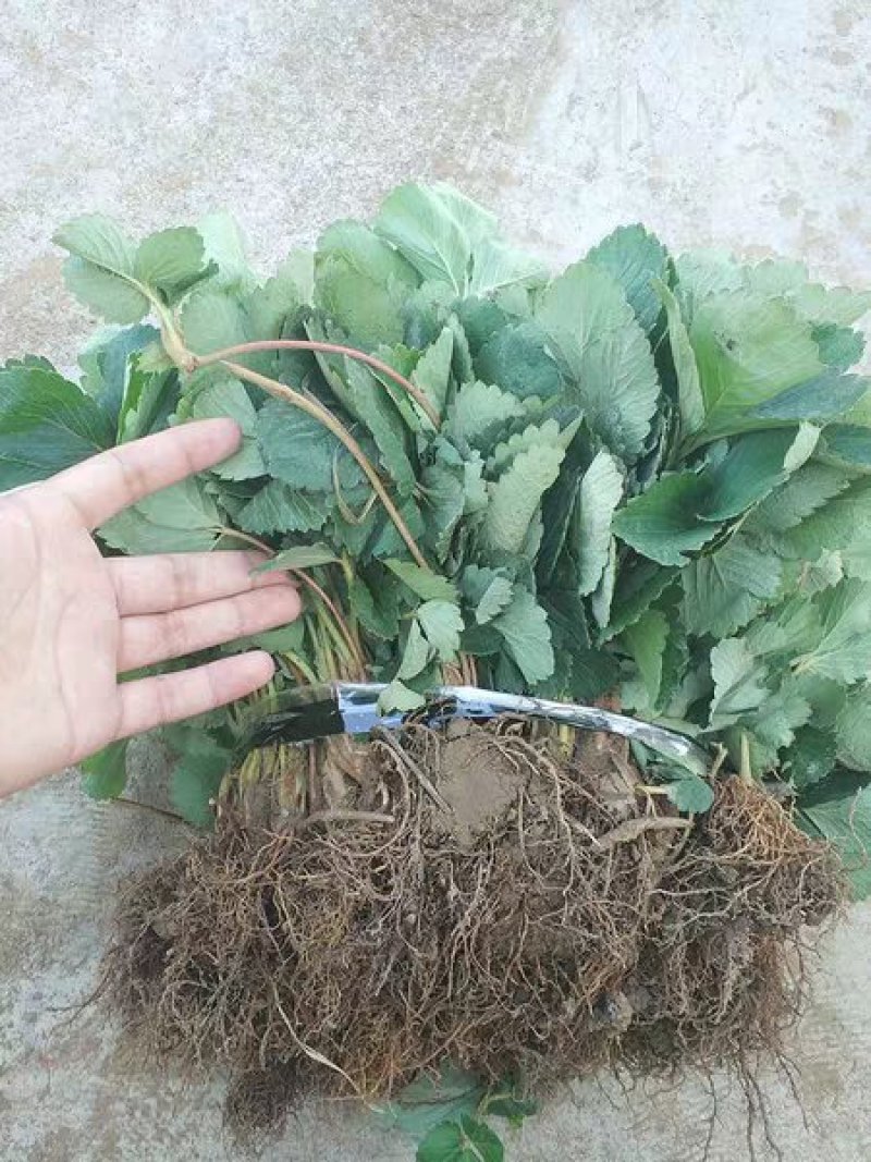 草莓苗四季奶油草莓包纯度包正宗成活高耐旱