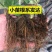 草莓苗四季奶油草莓包纯度包正宗成活高耐旱