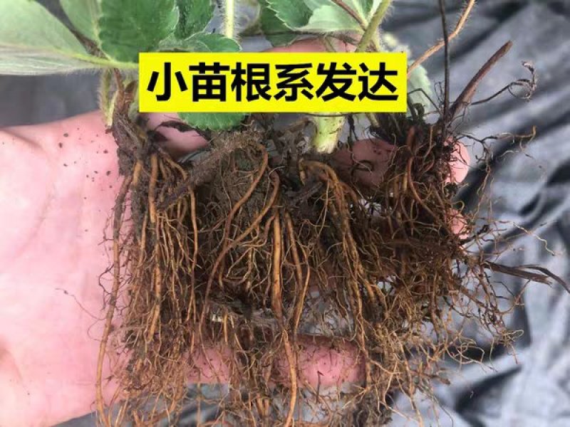 草莓苗四季奶油草莓包纯度包正宗成活高耐旱