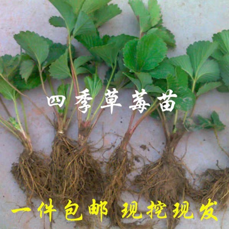 草莓苗四季奶油草莓包纯度包正宗成活高耐旱