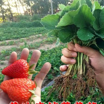草莓苗四季奶油草莓包纯度包正宗成活高耐旱