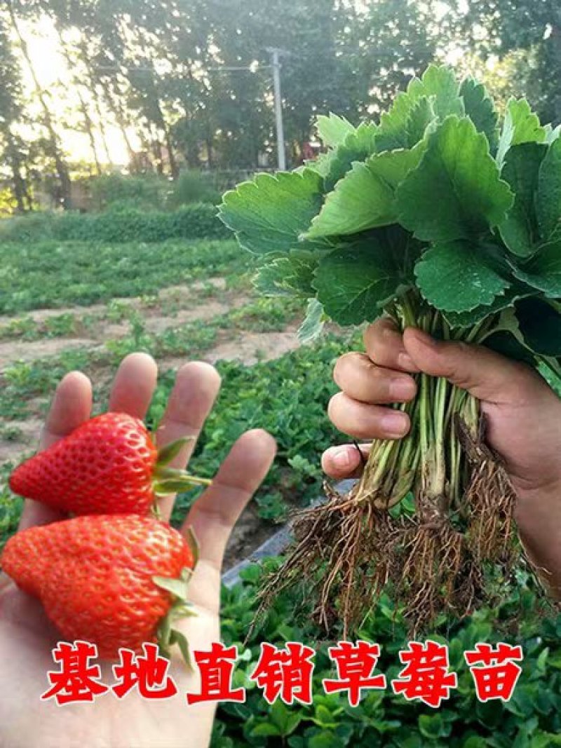 草莓苗四季奶油草莓包纯度包正宗成活高耐旱