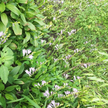 玉簪绿化苗木宿根花卉粉花玉簪紫花玉簪
