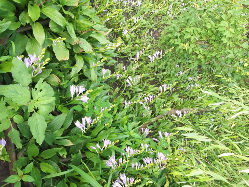 玉簪绿化苗木宿根花卉粉花玉簪紫花玉簪