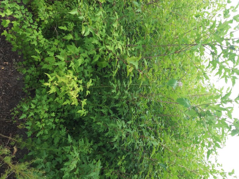丛生茶条戚三角枫精品苗木