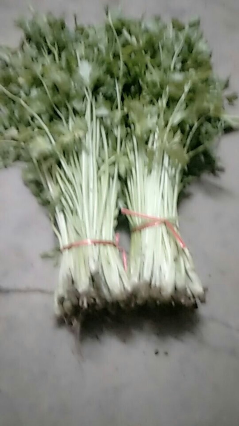 芹菜