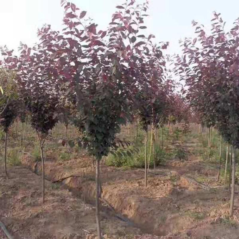 新品种紫叶李当年结果包纯度放心苗直径2～3公分便宜处理