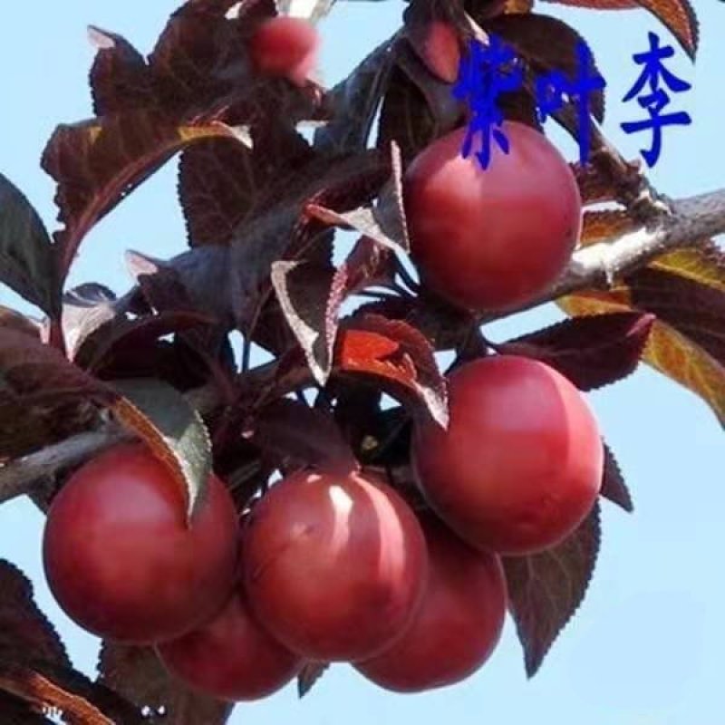 新品种紫叶李当年结果包纯度放心苗直径2～3公分便宜处理