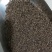 金线莲种子发芽率95%以上货到付款免费提供种植技术