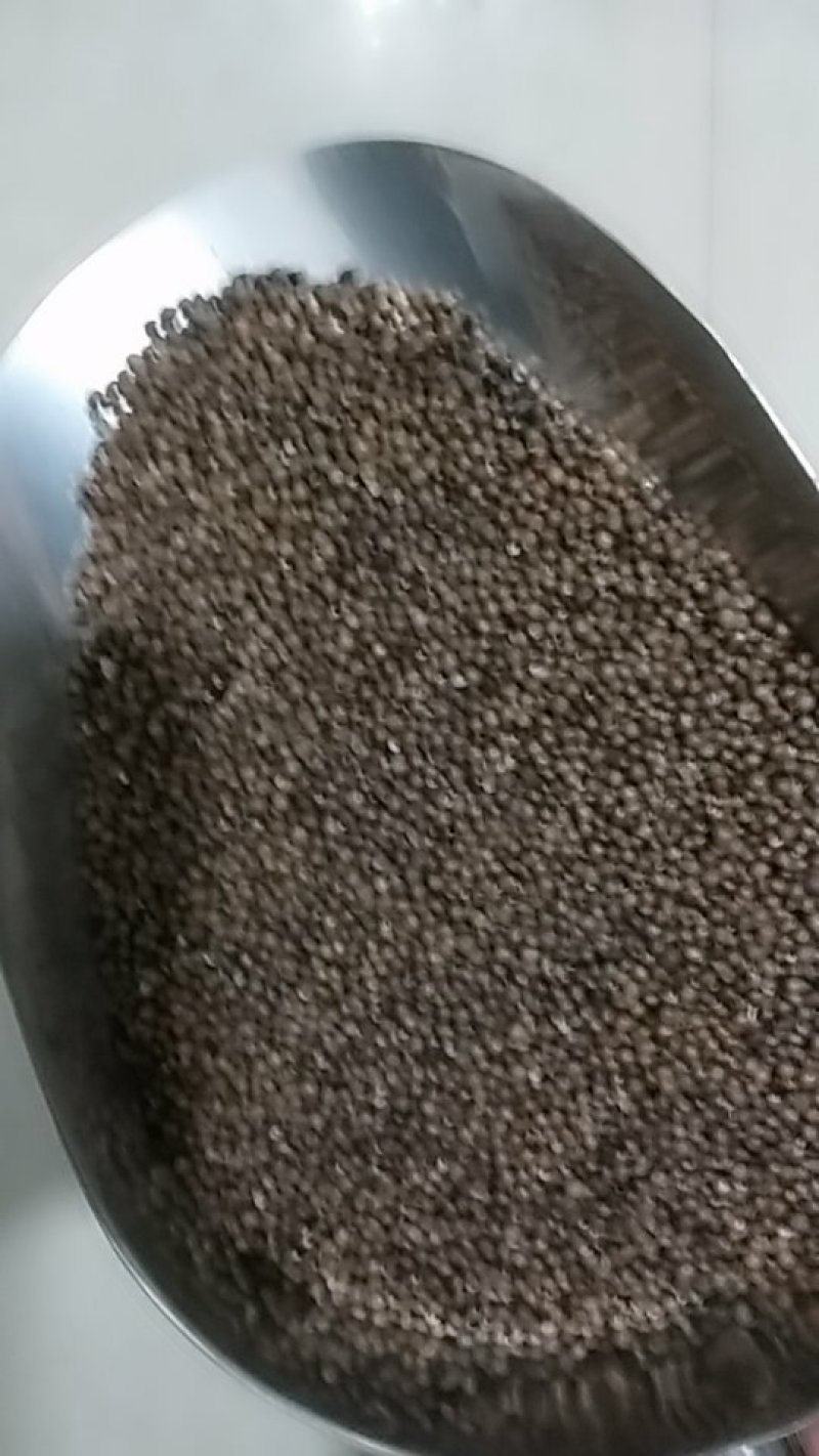 金线莲种子发芽率95%以上货到付款免费提供种植技术