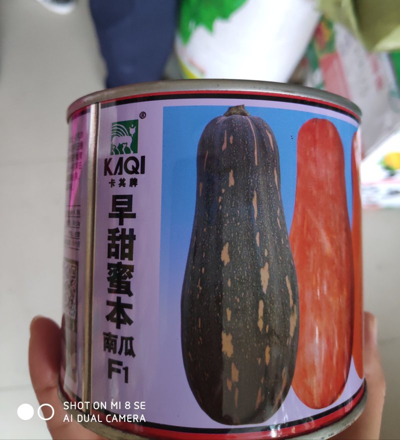 南瓜种子早甜蜜本南瓜种子