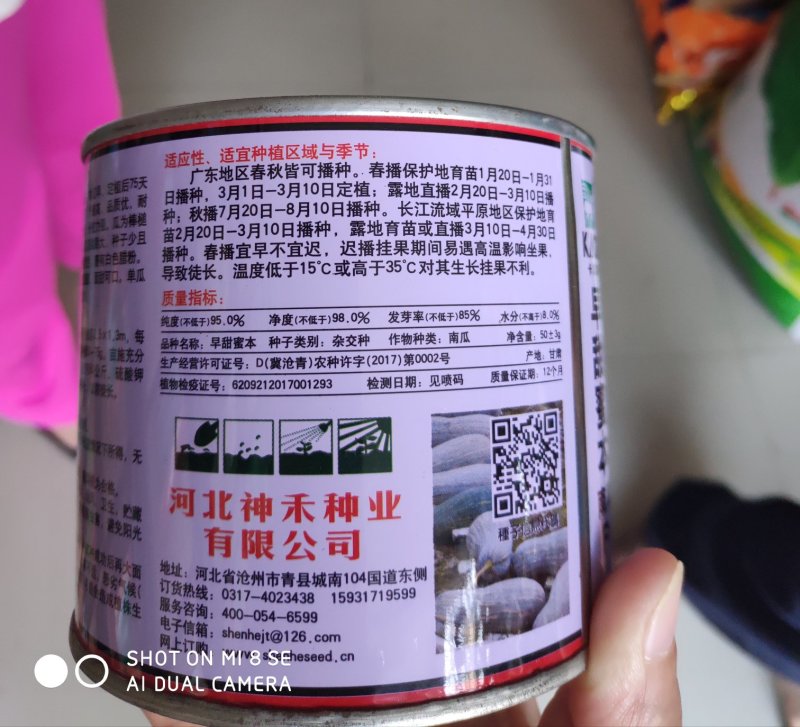 南瓜种子早甜蜜本南瓜种子