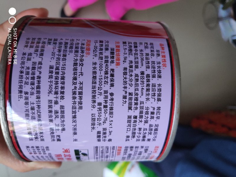 南瓜种子早甜蜜本南瓜种子