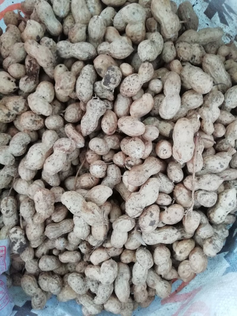 一百多亩鲜花生上市中，质量好，上货量大