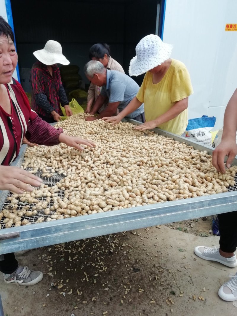 一百多亩鲜花生上市中，质量好，上货量大