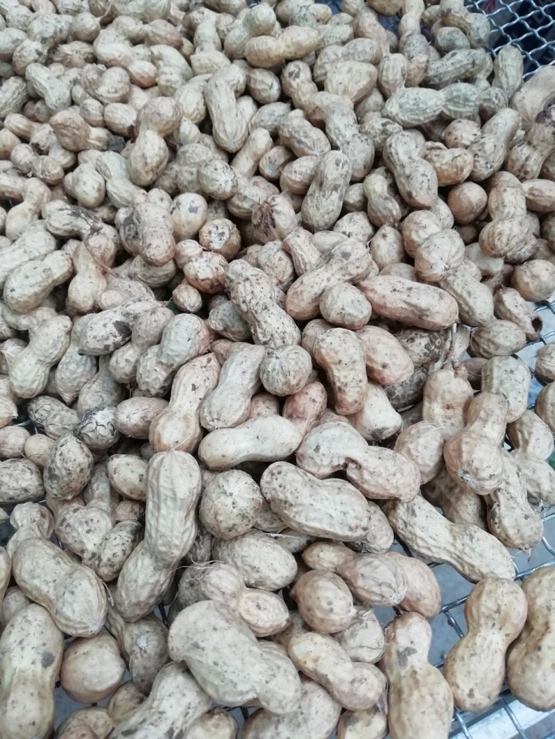 一百多亩鲜花生上市中，质量好，上货量大