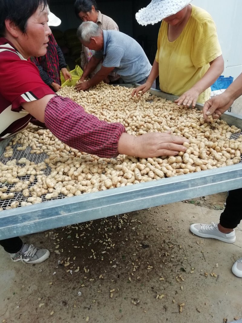 一百多亩鲜花生上市中，质量好，上货量大