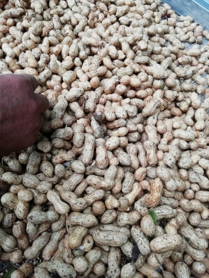 一百多亩鲜花生上市中，质量好，上货量大